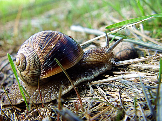 A snail, the Grar creek in the west Negev, Israel 2003