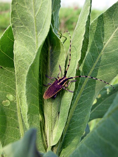 Agapanthia dahli in the Tabor creek, the Lower Galilee, Israel 2002