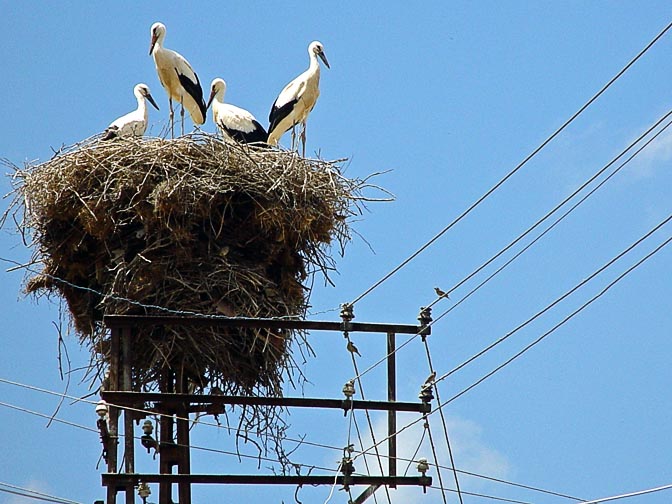 A storks' nest at the top of a pylon, in the Kure Mountains south of the Black Sea, Turkey 2003
