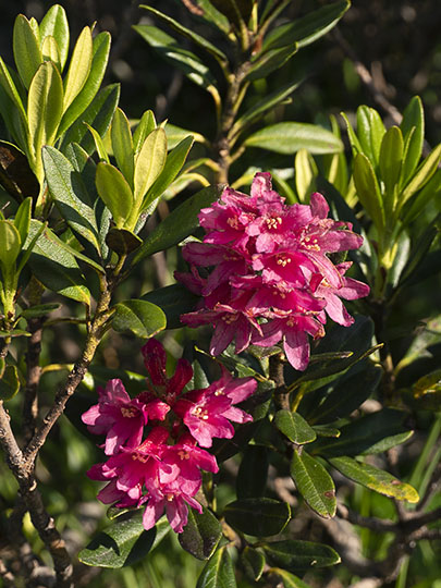 Alpenrose (Rhododendron ferrugineum) flowers, France 2018