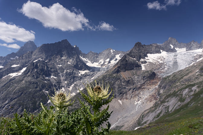 Chardon Blanc (Cirsium spinosissimum) at The Grand Col Ferret, the border between Switzerland-Italy 2018