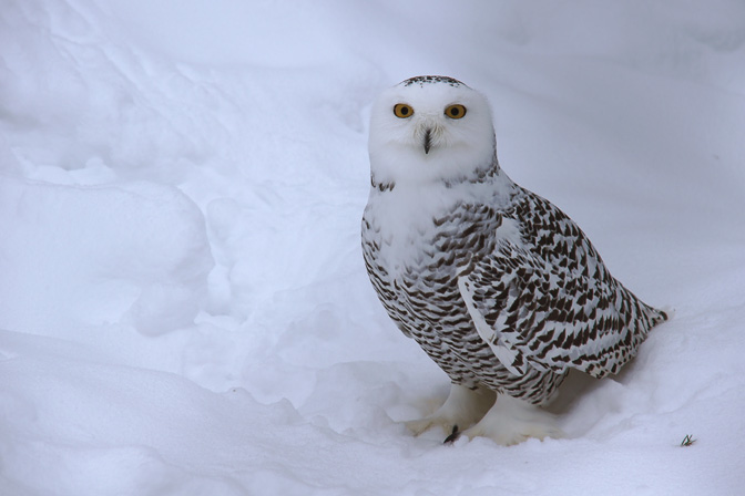 Snowy Owl (Bubo scandiacus) in Ranua Wildlife Park, Finland 2012