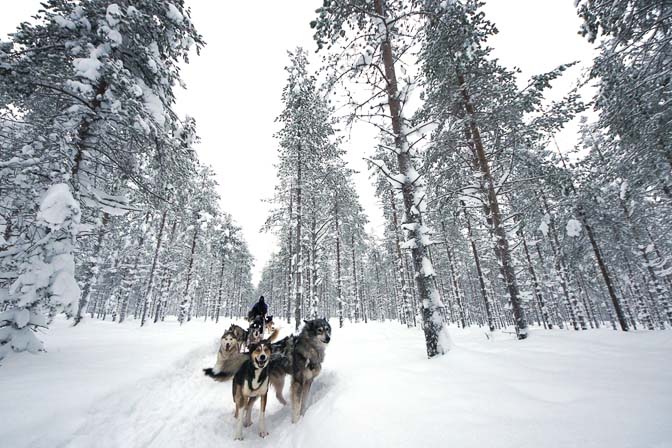 Siberian husky sled ride, Arctic Circle Husky Park  near Rovaniemi, Finland 2012