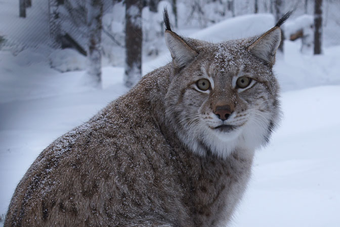 Eurasian lynx (Lynx lynx) in Ranua Wildlife Park, Finland 2012