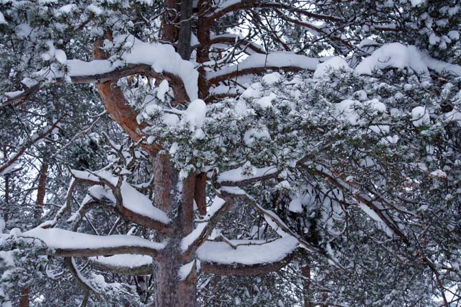 Snow packs on tree branches in Santa Claus Village, Finland 2012