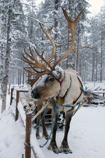 Reindeer-drawn sleigh  in Santa Claus Village, Finland 2012