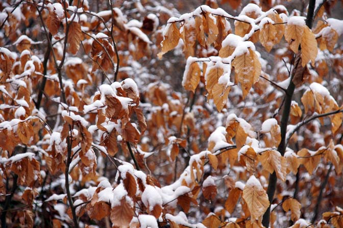 The snow piled up on the dry Beech (Fagus, Buchen) leaves,Kaiserstuhl 2013