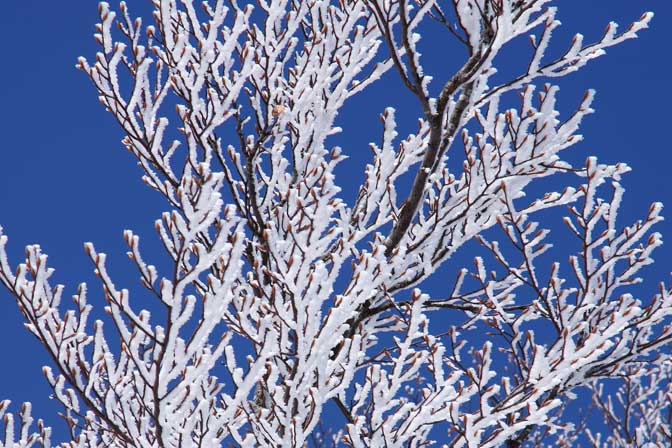 Ice on naked tree branches, The Black Forest 2013