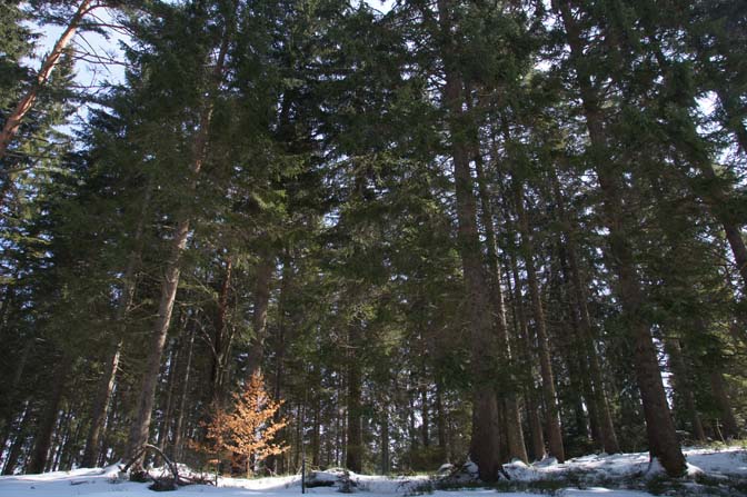 עץ אשור שעליו יבשים בלב חורש מחטני, היער השחור 2013