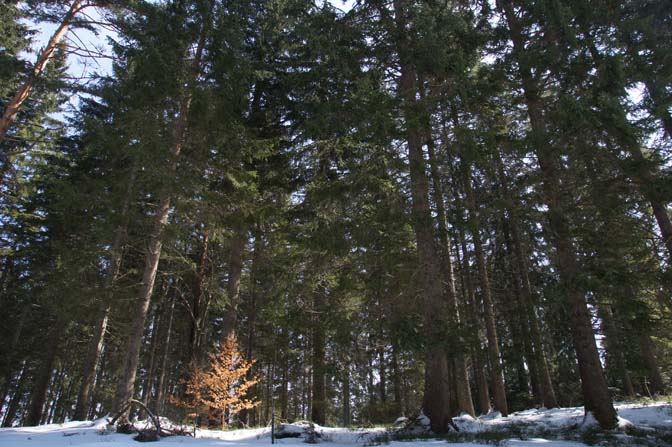 Beech tree with dry leaves inside coniferous forest, The Black Forest 2013