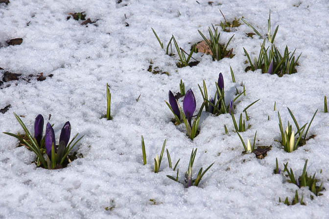 Crocus appearing through the snow, The Black Forest 2013