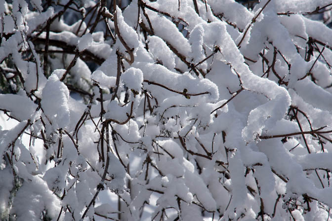 שלג על ענפי העצים העירומים, היער השחור 2013