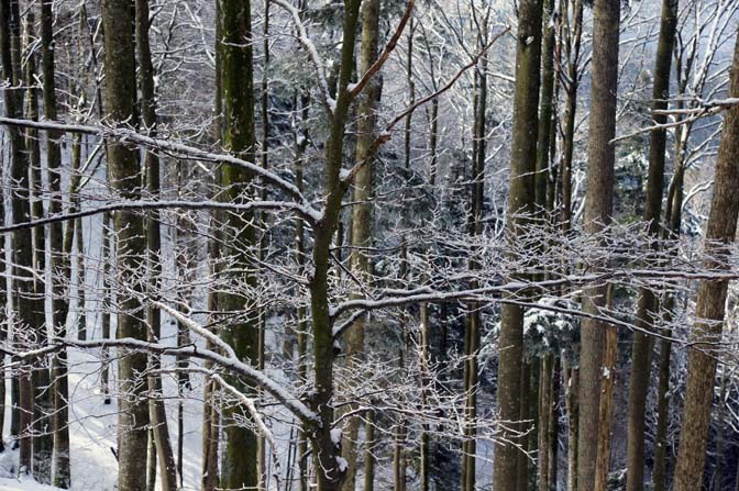 Frost on the tree branches, The Black Forest 2013