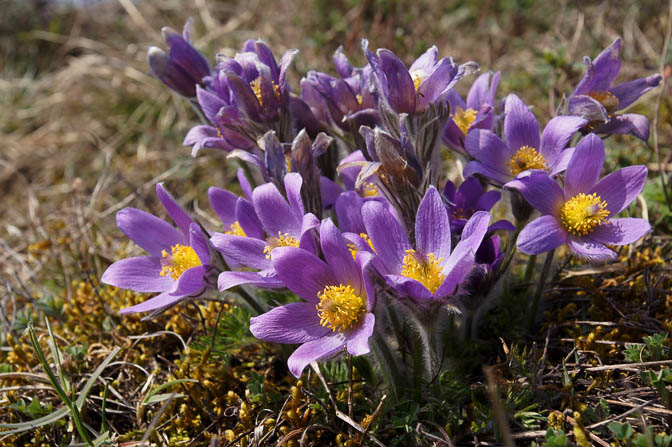 Pulsatilla vulgaris (pasque flower) blooms in Badberg, Kaiserstuhl 2013