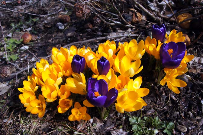 Blooming crocuses, The Black Forest 2013