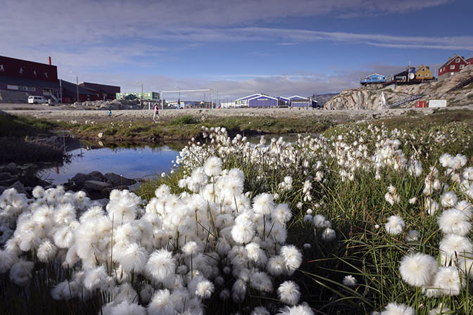 Cottongrass (Eriophorum scheuzeri, Scheuchzer's Cottongrass) glowing in the sun, 2017