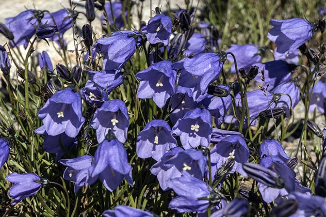 Greenlandic bellflower (Common harebell, Campanula gieseckiana) in bloom, 2017