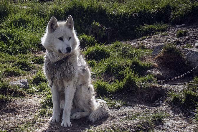 A Husky Dog in the Sleds field, 2017