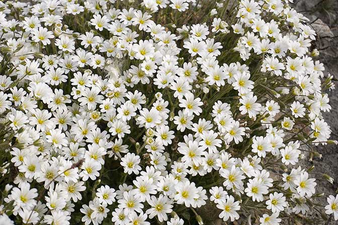 Greenland stitchwort (Minuartia groenlandica) flowers, 2017