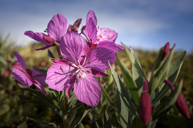 Arctic River Beauty (Chamerion latifolium, formerly Epilobium latifolium) bloom, 2017