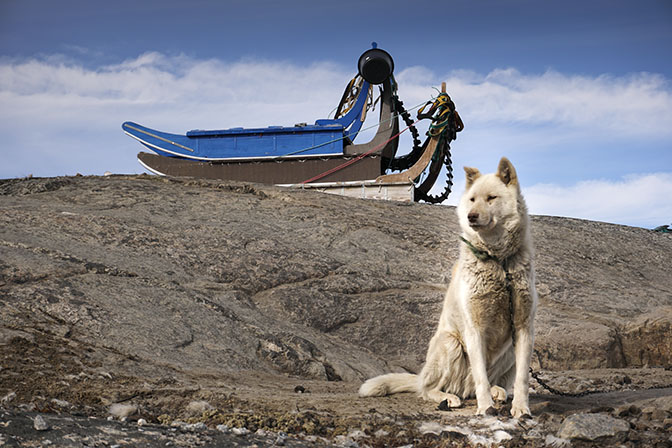 A Husky Dog and Winter Sleds, 2017