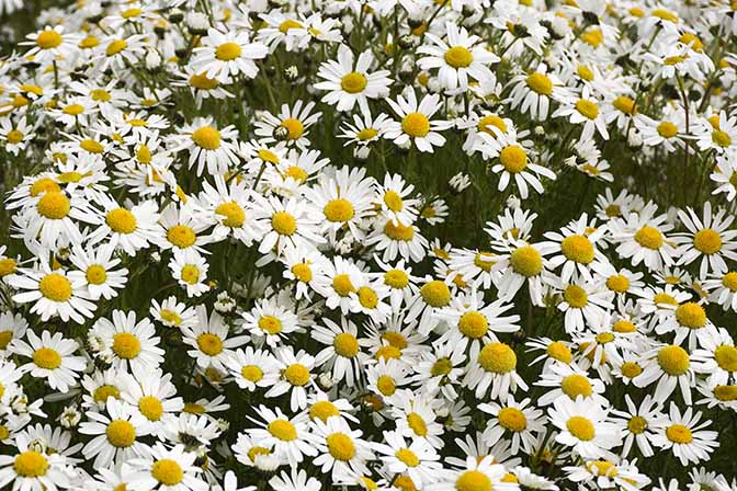 Rich bloom of Oxeye daisy (Leucanthemum vulgare), 2017