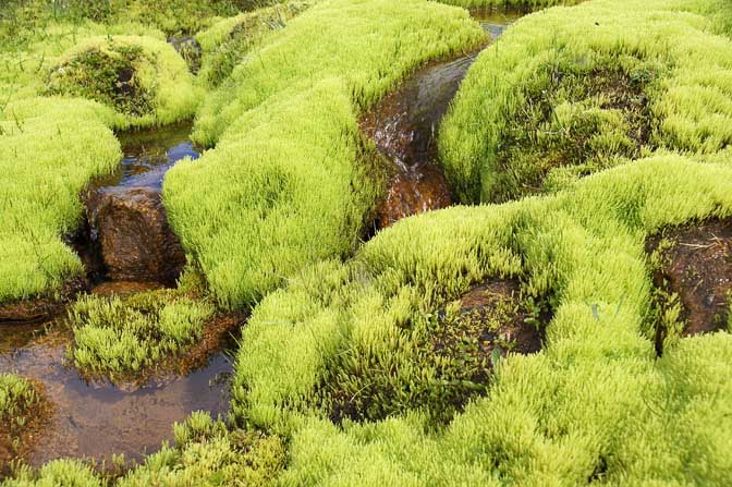 Iceland moss (Cetraria islandica), 2012