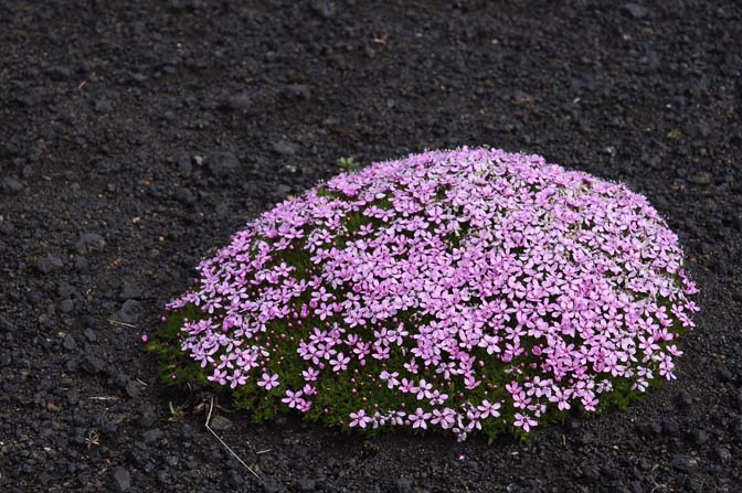 A cushion of Moss Campion (Silene acaulis) dense with pink flowers, 2012