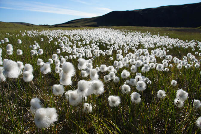 Cottongrass (Eriophorum scheuzeri, Scheuchzer's Cottongrass) in a meadow near Alftavatn lake, 2012