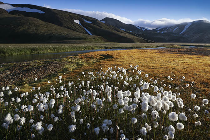 Cottongrass (Eriophorum scheuzeri) glows in the amidst sunset in a colorful meadow, Landmannalaugar 2017