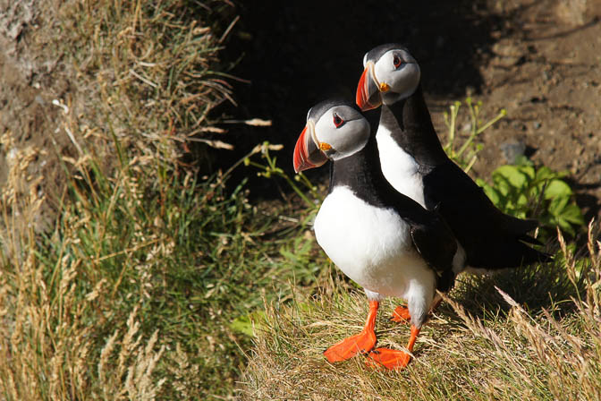 Atlantic Puffins (Fratercula arctica) on the cliffs of Dyrholaey, 2012