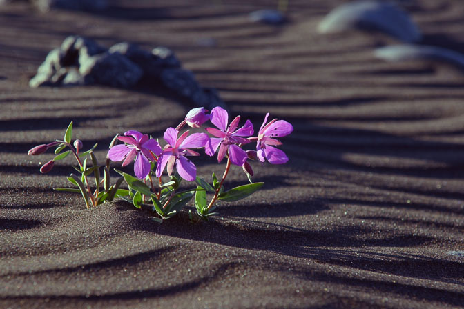 Arctic River Beauty (Chamerion latifolium, formerly Epilobium latifolium) blooming in the black sand of Skjalfandafljot riverbank, 2012