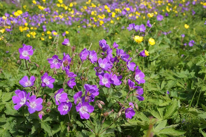 Wood Crane's-bill (Geranium sylvaticum) blooms in the meadows of Thingvellir, 2012