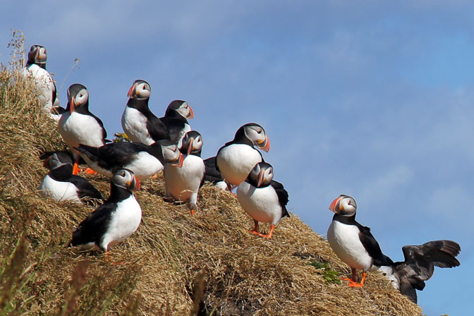 Nesting colony of Atlantic Puffins (Fratercula arctica) at Dyrholaos, Vik 2012