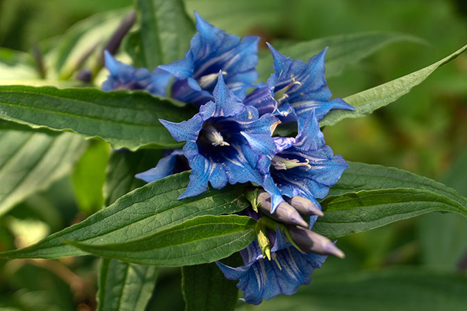 Willow gentian (Gentiana asclepiadea) flowers in Bjelasica Mountain Range, 2019