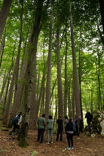 Black Pine Rainforest (Crna Poda), 2019