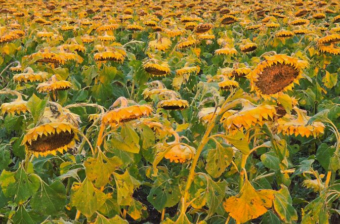 The sunflowers are straightening up towards the soft rays of the morning sun, Domanesti 2025