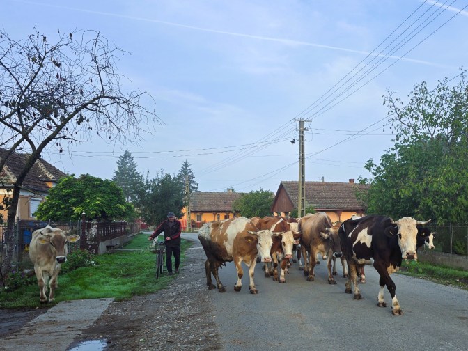 The cows are out to pasture, Domanesti 2025