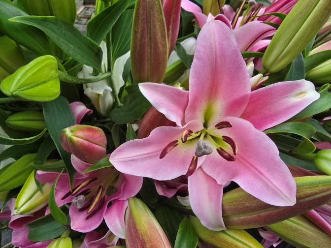 Colorful flowers, Carei 2025