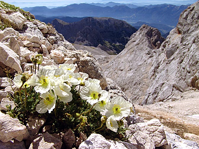White rock-rose (Helianthemum apenninum) blossoms on the karstic Julian Alps, Triglav 2007