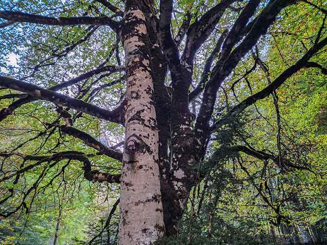 White and brown Birch (Betula ermanii) tree trunks in Anisclo Canyon, Aragon 2023