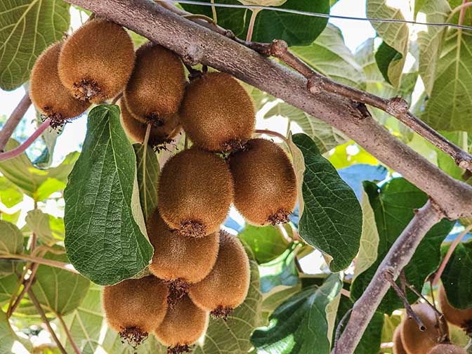 Kiwi fruits (Actinidia chinensis) growing in Pallaresa Valley, Catalonia 2023