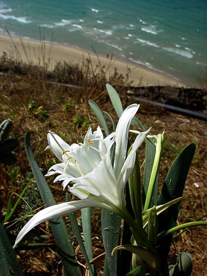 A Sand Lily (Pancratium maritimum) in Netanya, The Israel National Trail 2003