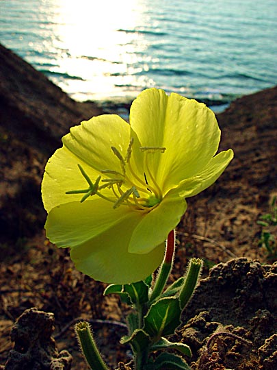 Yellow blossom of the Evening Primrose (Oenothera drummondii), Sharon Beach National Park, The Israel National Trail 2003