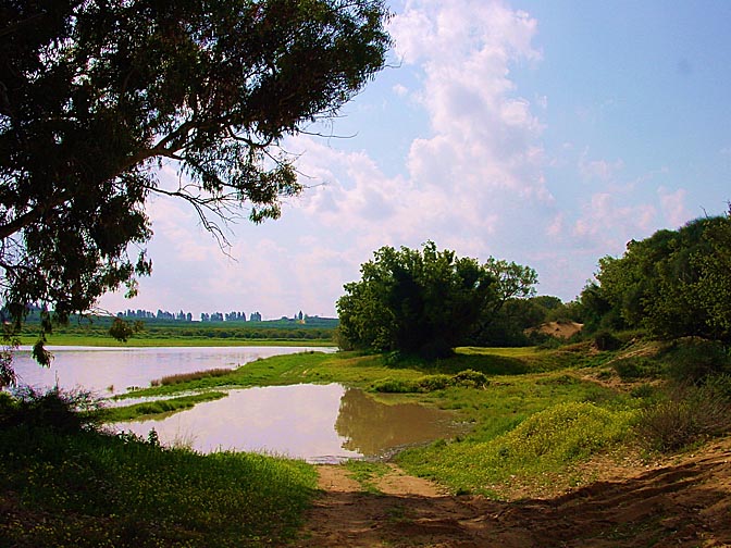 Roberts' Pond in Ashdod Sands, 2000