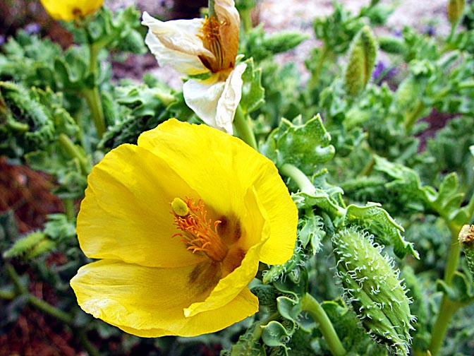 A Glaucium flavum blossom in Gdor beach, 2002