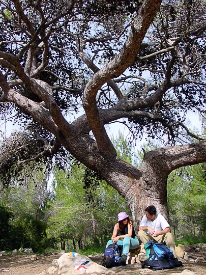 Resting under the huge Pine tree, downhill Mount Shokef in the Carmel, The Israel National Trail 2002