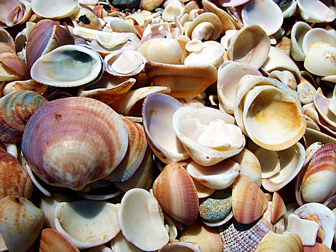 Seashells in 'Shell Bay' in Dor-Habonim nature reserve, 2001