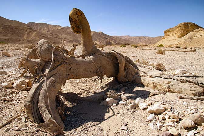 An Acacia tree trunk in Racham creek, The Israel National Trail 2009