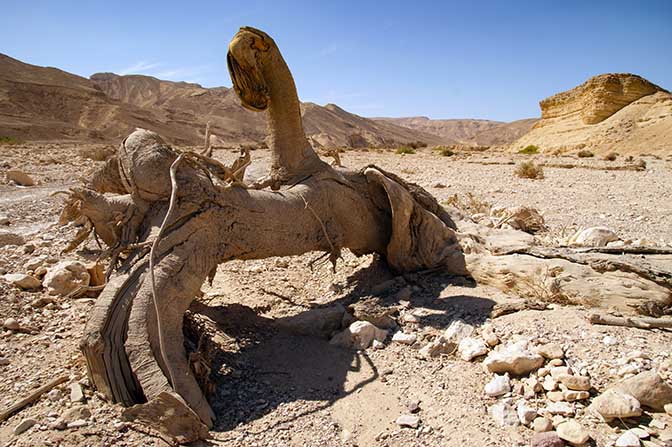 An Acacia tree trunk in Racham creek, The Israel National Trail 2009